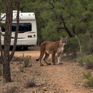 Read more about the article North Texas RV Campers Cautious After Mountain Lion Sighting