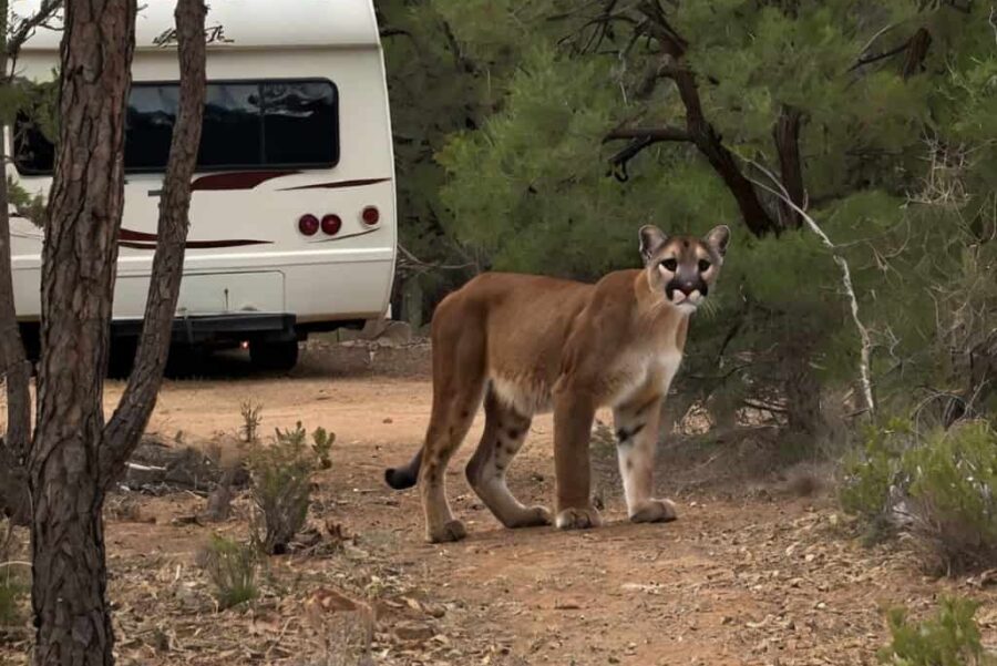 North Texas RV Campers Cautious After Mountain Lion Sighting